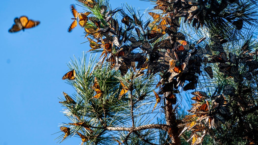 Nature's Extraordinary Stories Revealed Through Close Observation