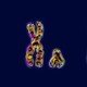 Human chromosomes in a karyotype