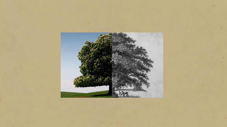 on the left, a color rendering of an American chestnut tree; on the right, a grainy black and white image of an American chestnut tree; the two images are joined in the middle at the trees' trunk