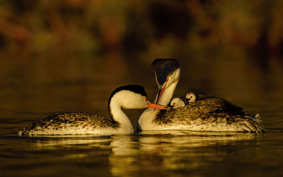 Two adult grebes float in a lake, with one of them carrying small chicks on its back.