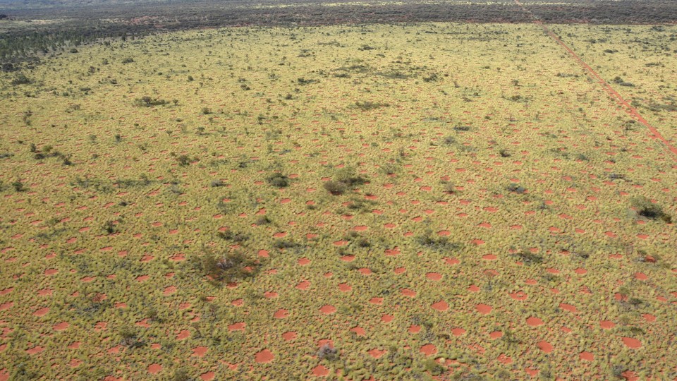 Mysterious 'fairy circles' in African desert: Here's a new theory