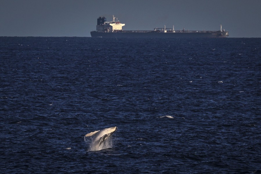 A whale leaps out of the water as a container ship sails behind.