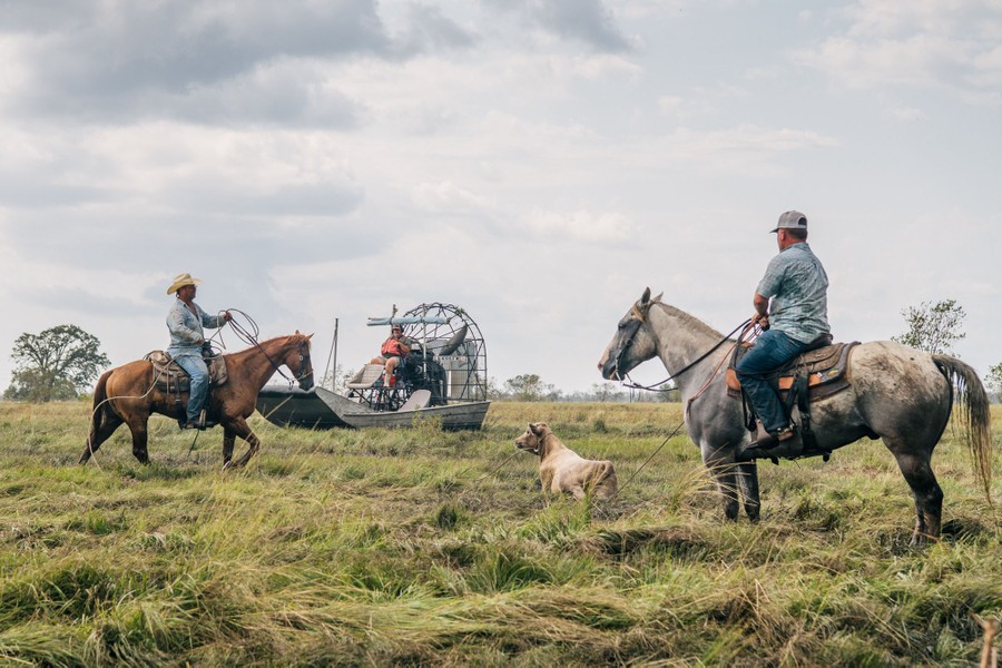 Two men on horseback and another in a fan boat round up a wayward cow in a field.