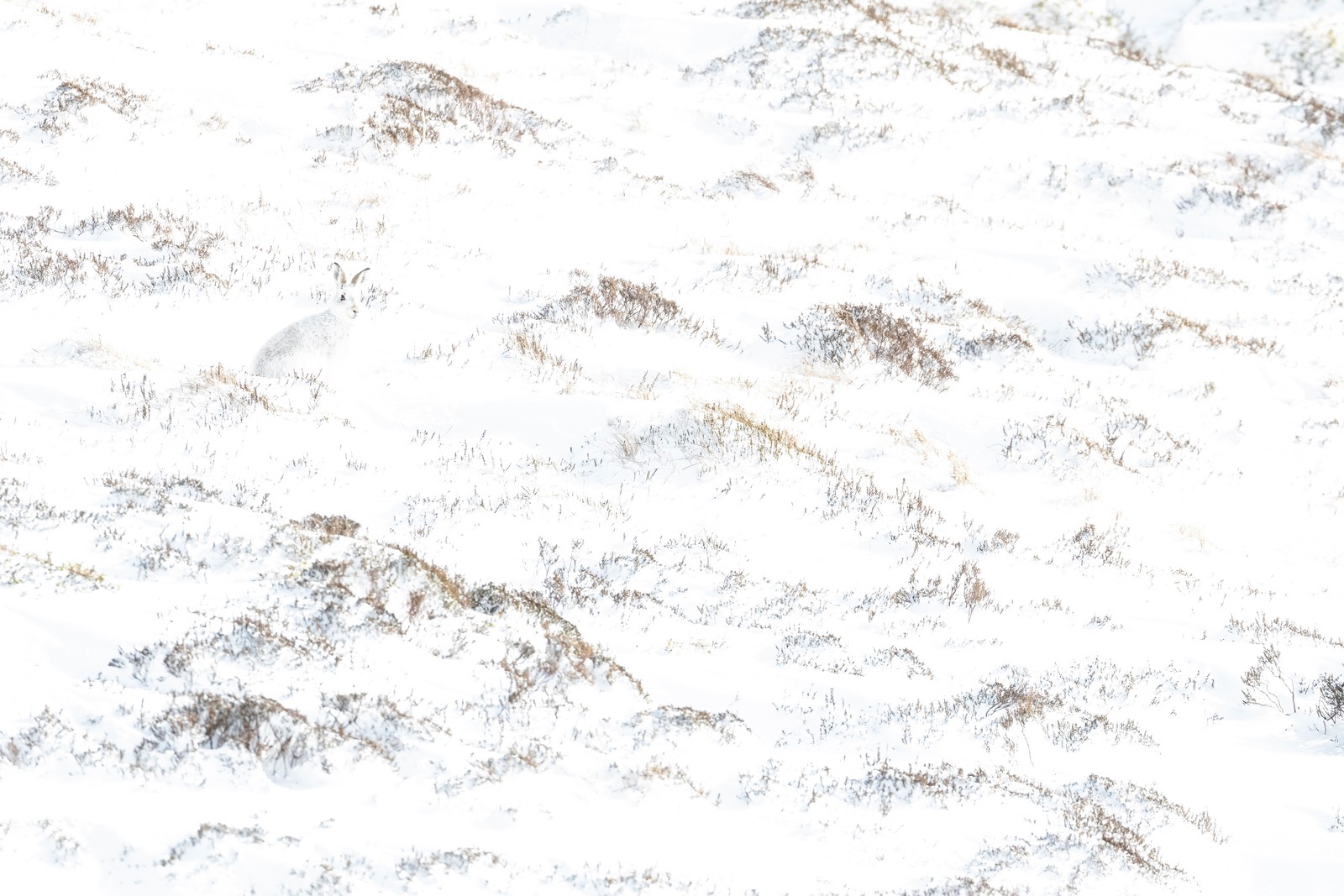 A white-furred hare, barely visible on a snow-covered hillside