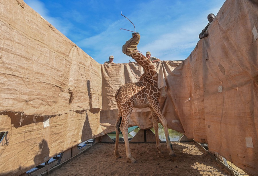 Several men watch from outside a tall enclosure that contains a single giraffe with a sack placed over its head.
