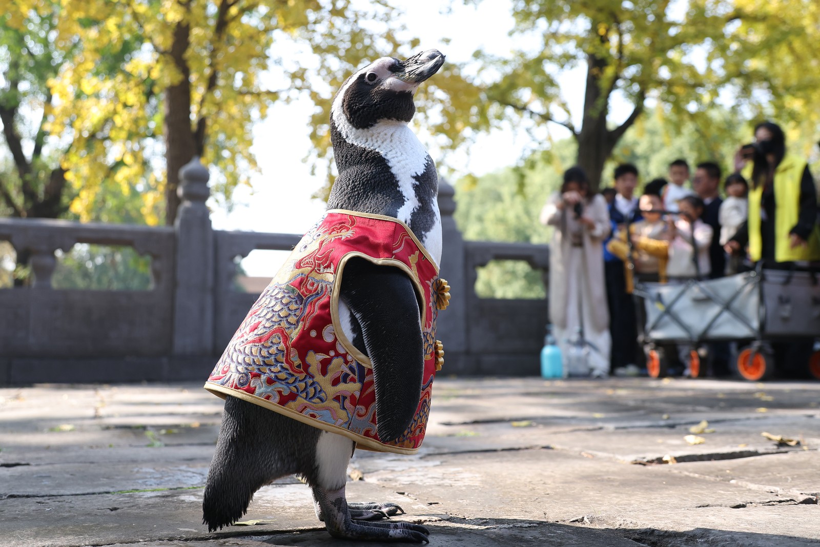 People watch as a penguin stands on palace grounds, wearing a miniature version of traditional Chinese clothing.