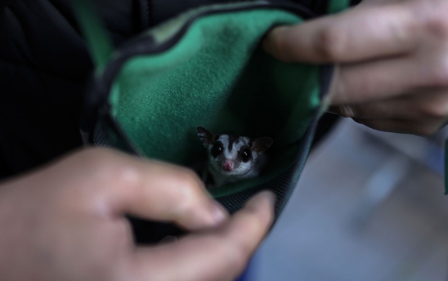 A person holds a tiny animal, likely a sugar glider, in a pouch.