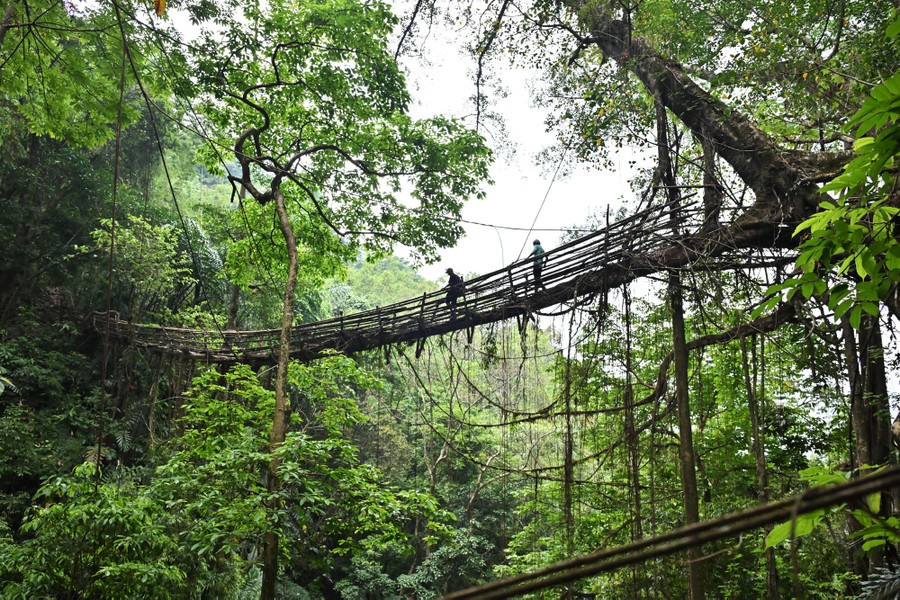 Two people walk on a long hanging pedestrian bridge among trees—the bridge is made of living tree roots and branches.