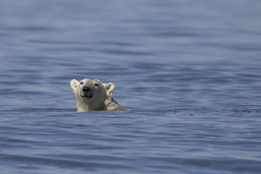 A swimming polar bear pokes its head out of the water.