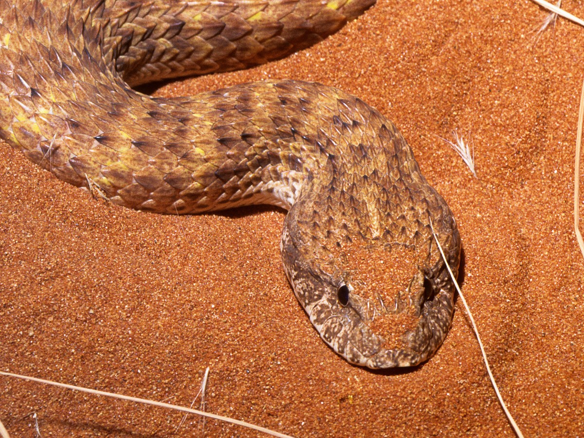 Surprise! Snakes Have Clitorises - The Atlantic