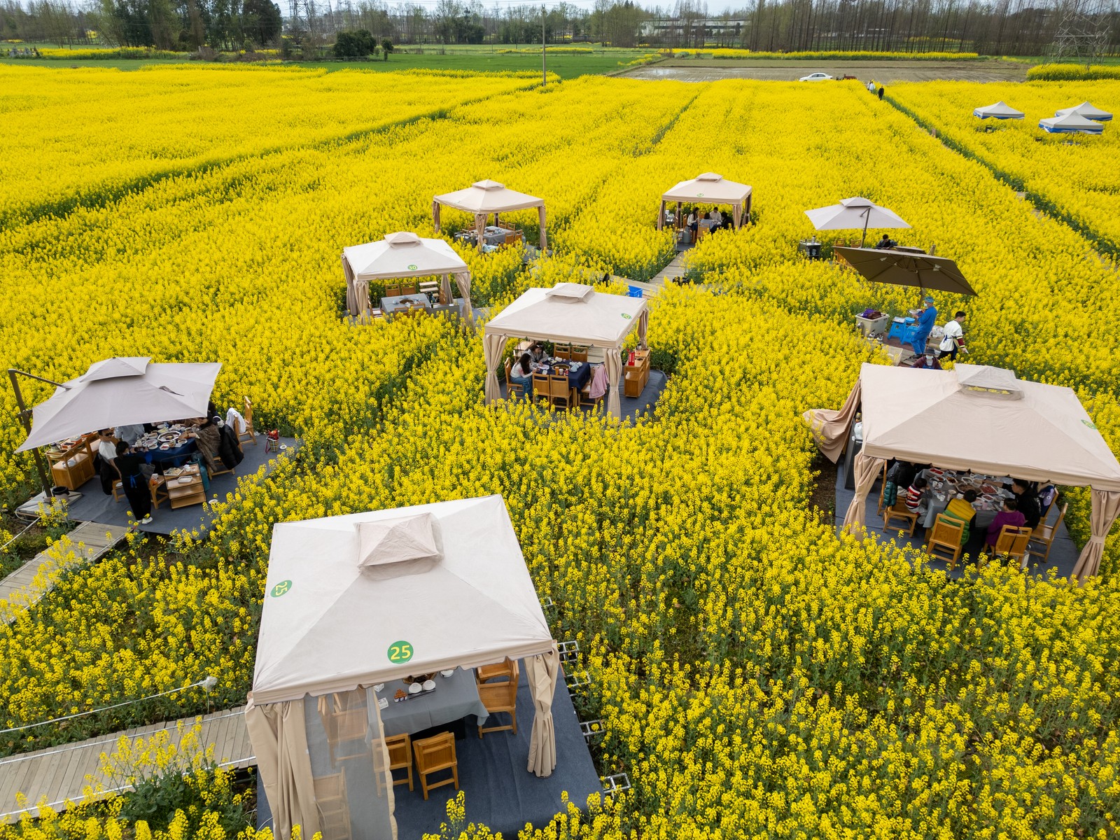 About ten tents are set up in a feld of flowers, with people dining in each tent.