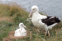 Nesting northern royal albatross on an island off New Zealand's coast