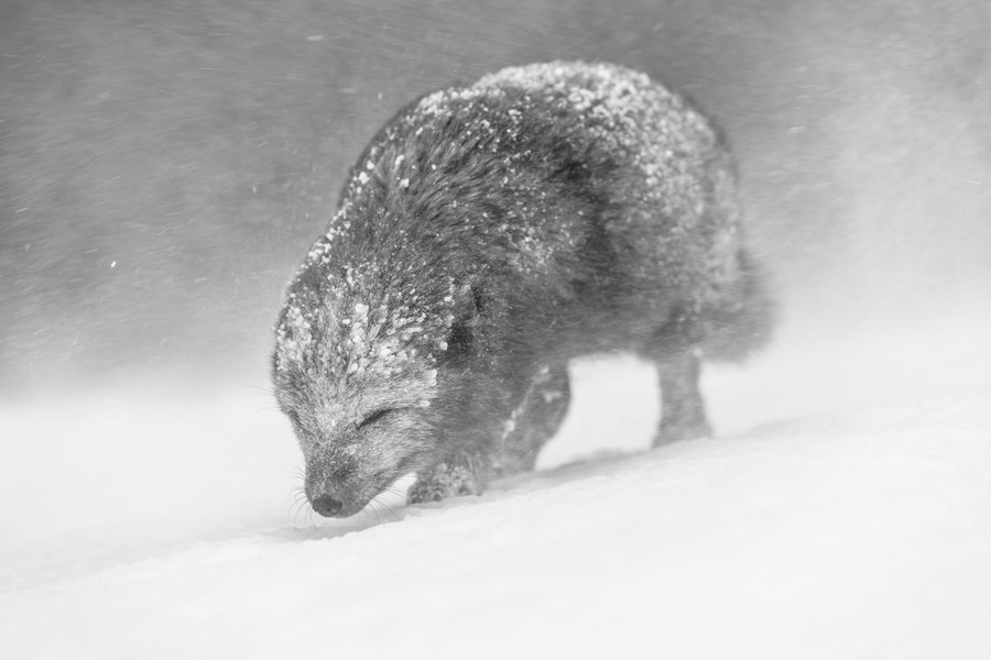 Winners of the 2021 World Nature Photography Awards - The ...