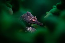 A seahorse nestled among coral