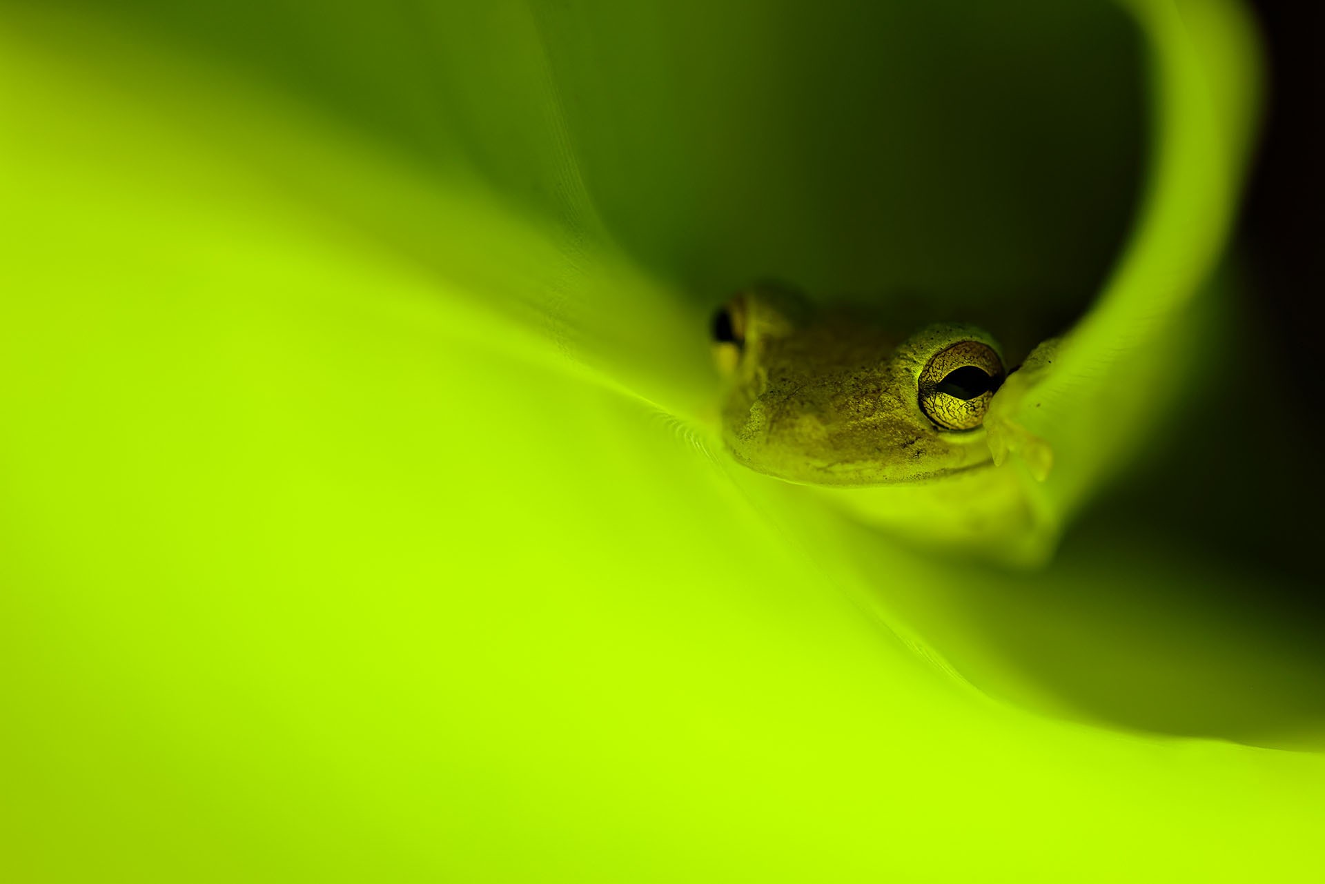 A close view of a frog sitting in a leaf