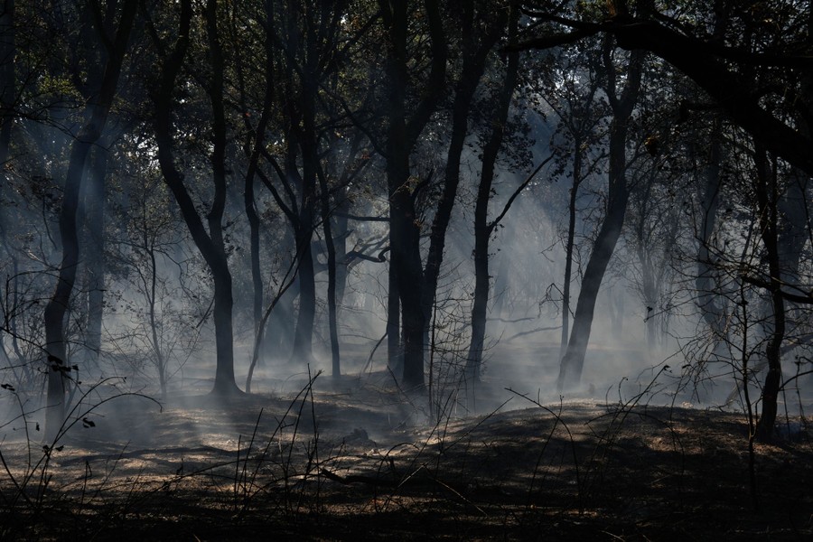 A view of smoldering ground and burned trees.
