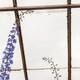 tall purple flowers against a greenhouse roof