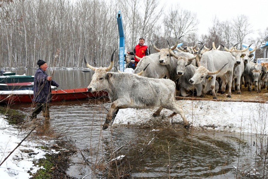 A cow jumps toward a riverbank from a ferry, with many other cows behind it.