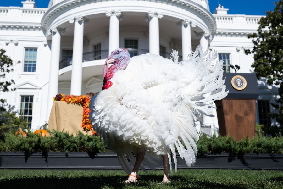 A turkey walks in front of the White House.