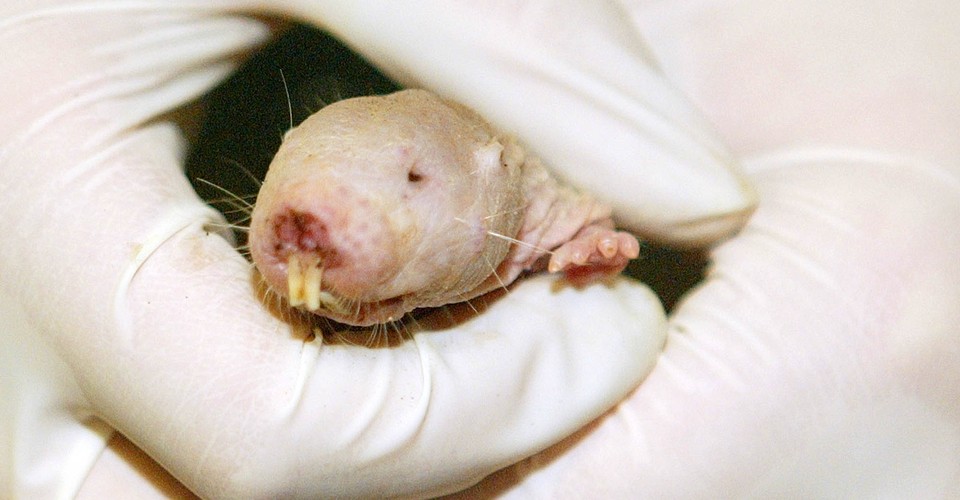 Designated a new use for crossword