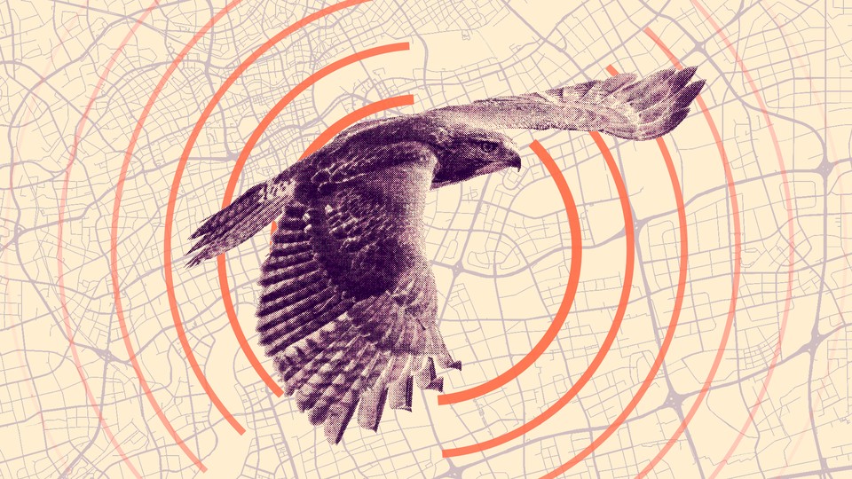 a hawk flies over a map