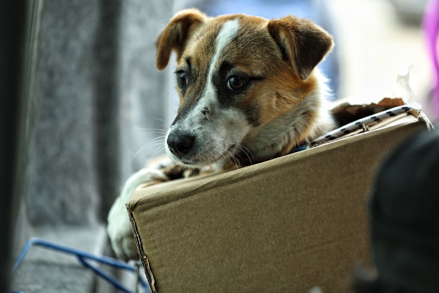 A dog, its head poking out of a hole in a small cardboard box, is loaded onto a bus.