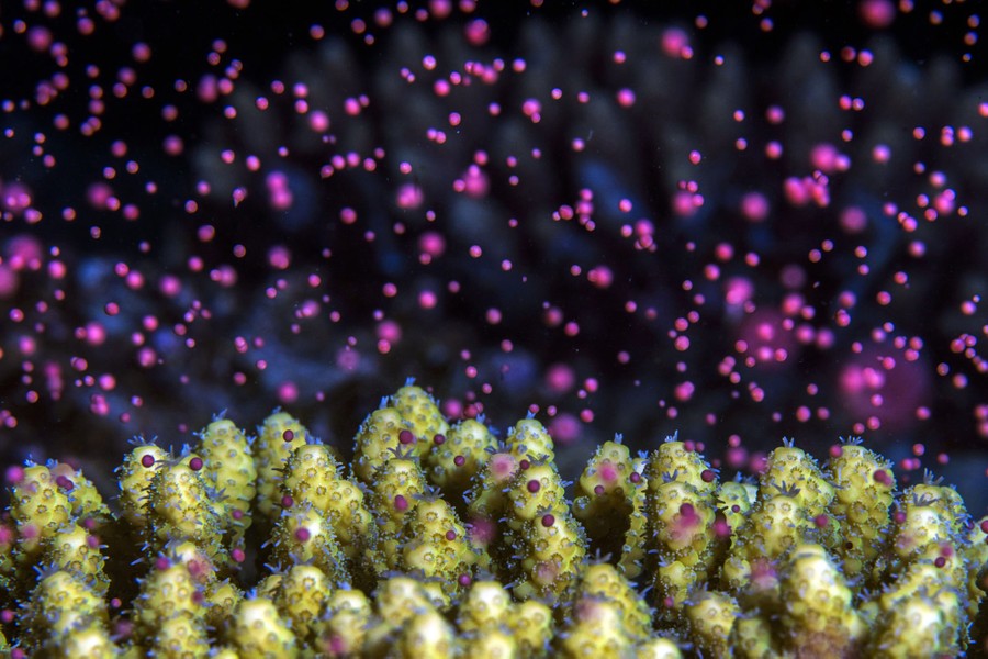 An underwater view of the surface of a coral, emitting dozens of small pinkish egg-and-sperm bundles.