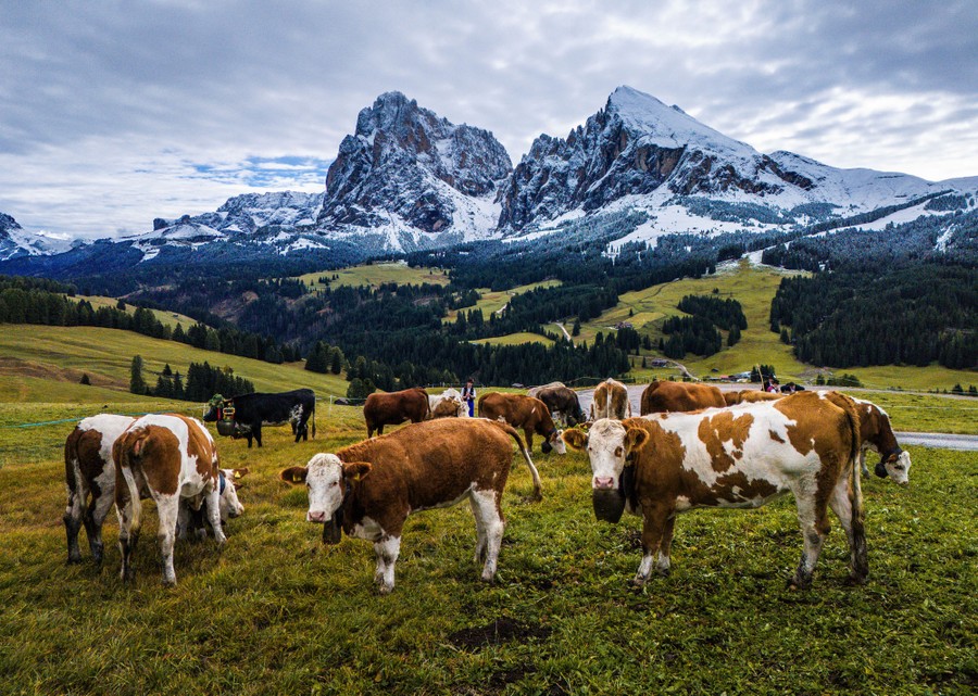 Cows stand in an alpine field, backdropped by steep snow-covered mountaintops.