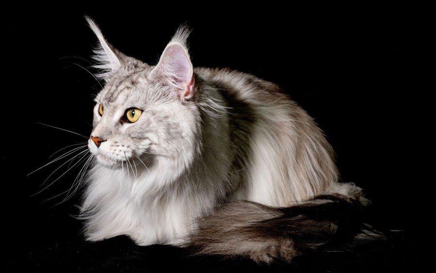 A close view of a housecat with big ears and long fur