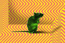 a green rat on a zig-zag background