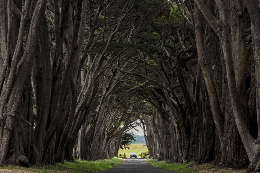 A view of a car seen through a tunnel made of cypress tree trunks and branches that line a narrow road.