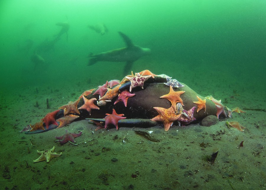 Sea lions swim in the background in this underwater shot, with a dead sea lion's body resting on the seafloor in the foreground, partly covered by many starfish.