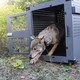 A wolf steps out of a metal crate on Isle Royale in 2018
