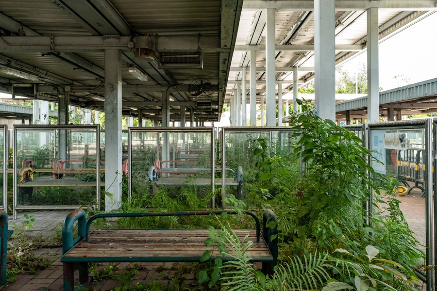 Plants grow in an unused shuttle-bus terminal.