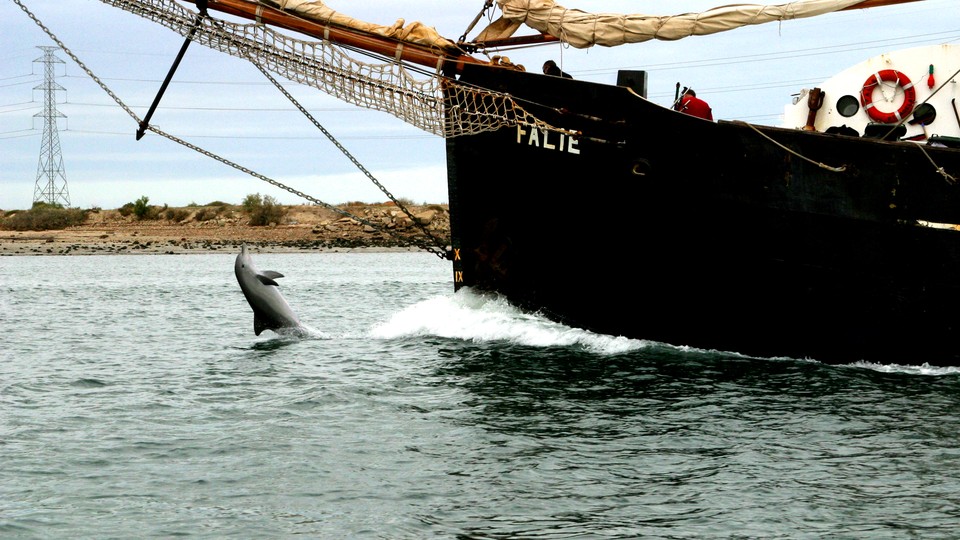 Billie the dolphin tail-walks in front of a ship.