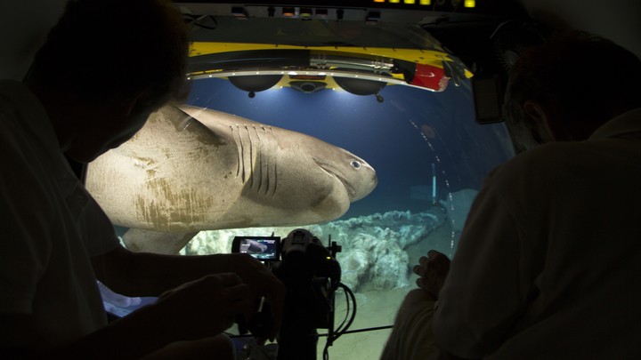 A sixgill shark glides past a submersible.