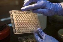 Samples of bacteriophage are prepared in a test-tube tray.