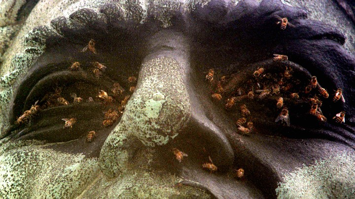 Bees in the eyes of an abandoned statue