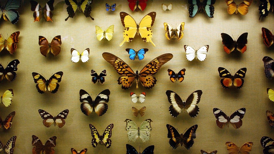 Butterflies are displayed in a case at a new exhibition at the American Museum of Natural History.