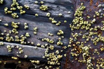 A close up of a ship hull covered with barnacles