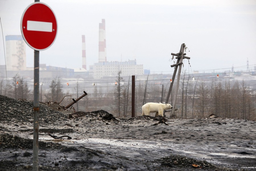 A polar bear walks near an industrial complex.