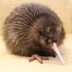 A five-day-old kiwi chick