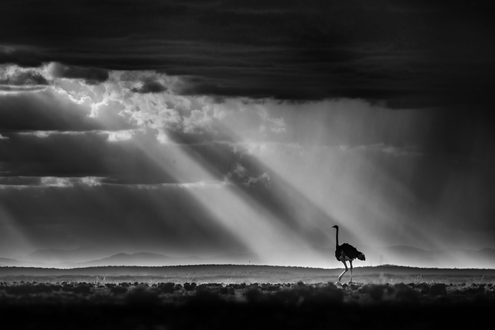 A lone ostrich walks across a vast plain, beneath a sunbeam breaking through cloud cover.