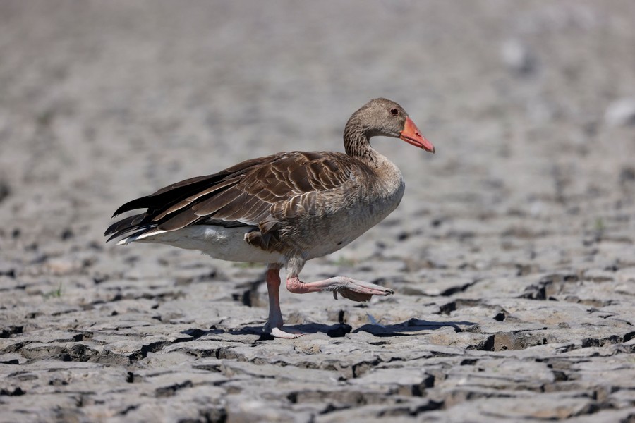 A goose walks on the cracked bed of a nearly dry lake.