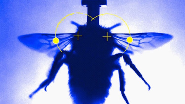The Flapping of Bumblebee Wings, at 5,000 Frames per Second - The Atlantic