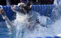 A dog makes a big splash in a pool after jumping in.
