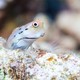 A Great Barrier Reef blenny