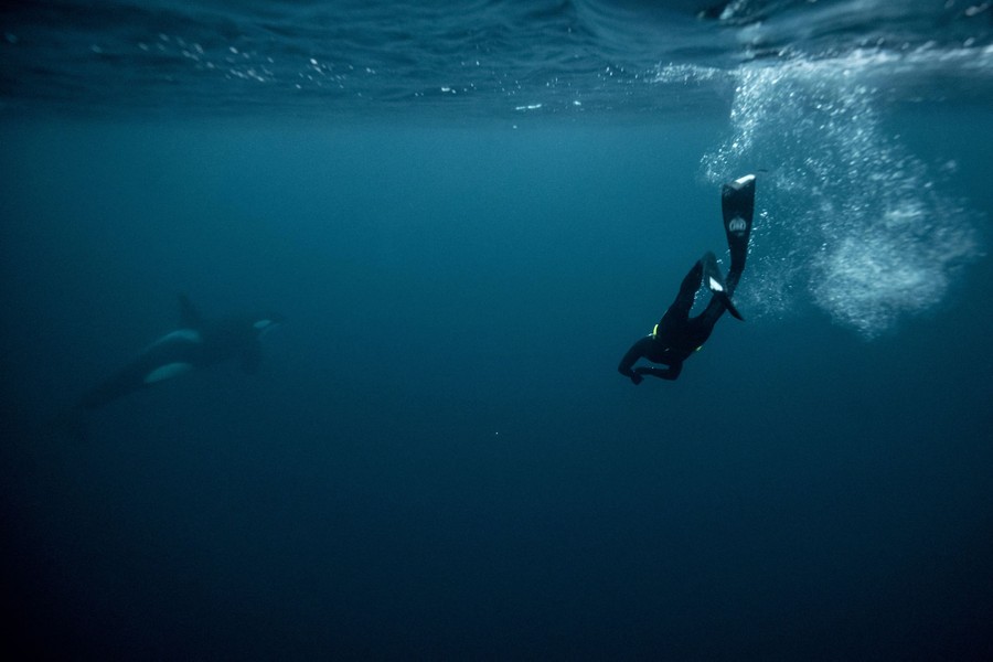 A diver swims underwater near an orca.