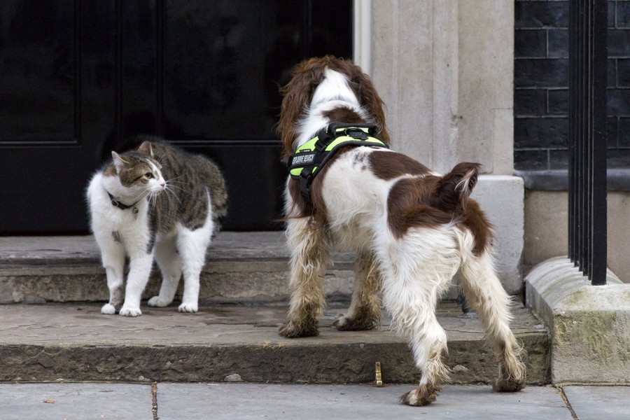 A cat strikes a defensive posture as a security dog stands near it.