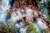A firefighter works to save a giant sequoia tree in Yosemite